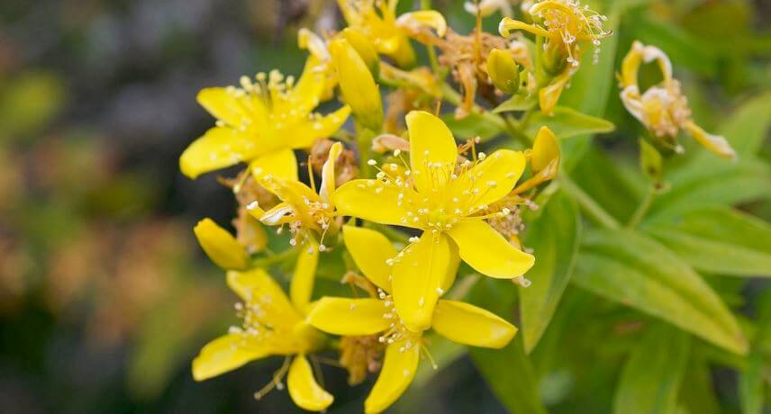 Flora and Fauna tours in Madeira - Hypericum canariense